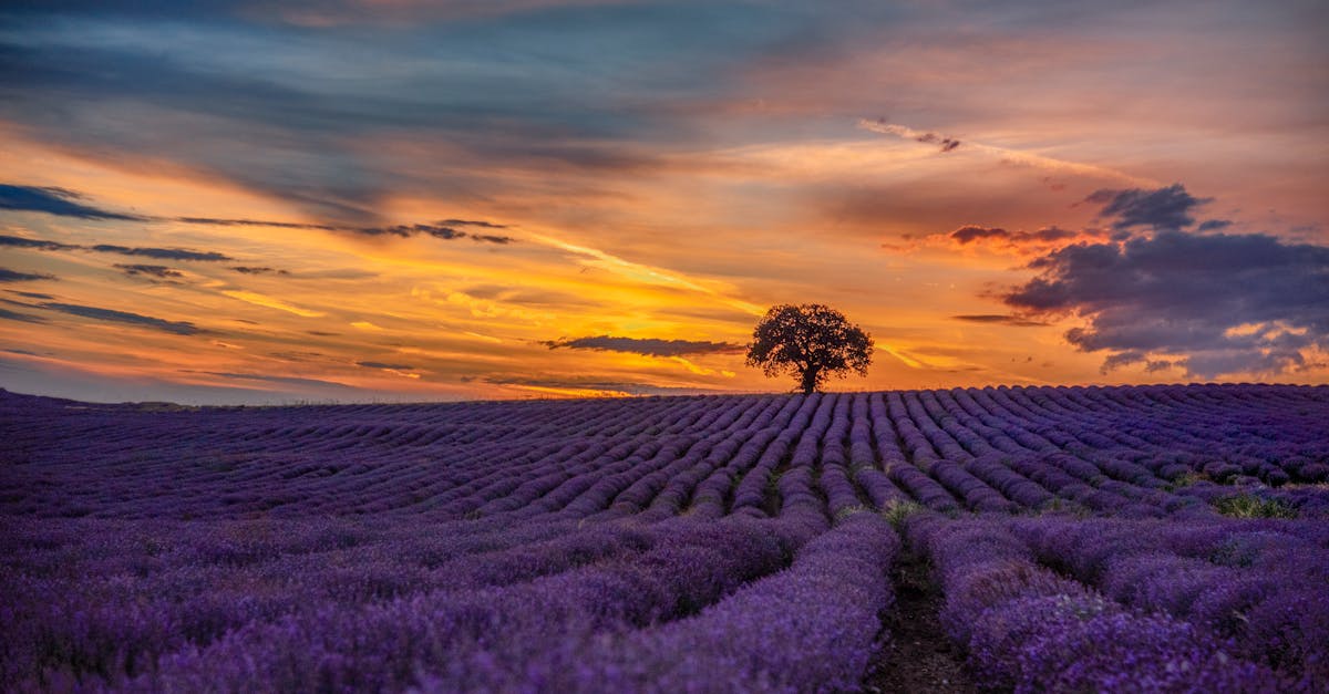 découvrez la beauté et la douceur des lilas, ces fleurs emblématiques au parfum enivrant. apprenez tout sur leur culture, leurs variétés et comment les intégrer dans votre jardin pour égayer votre printemps.