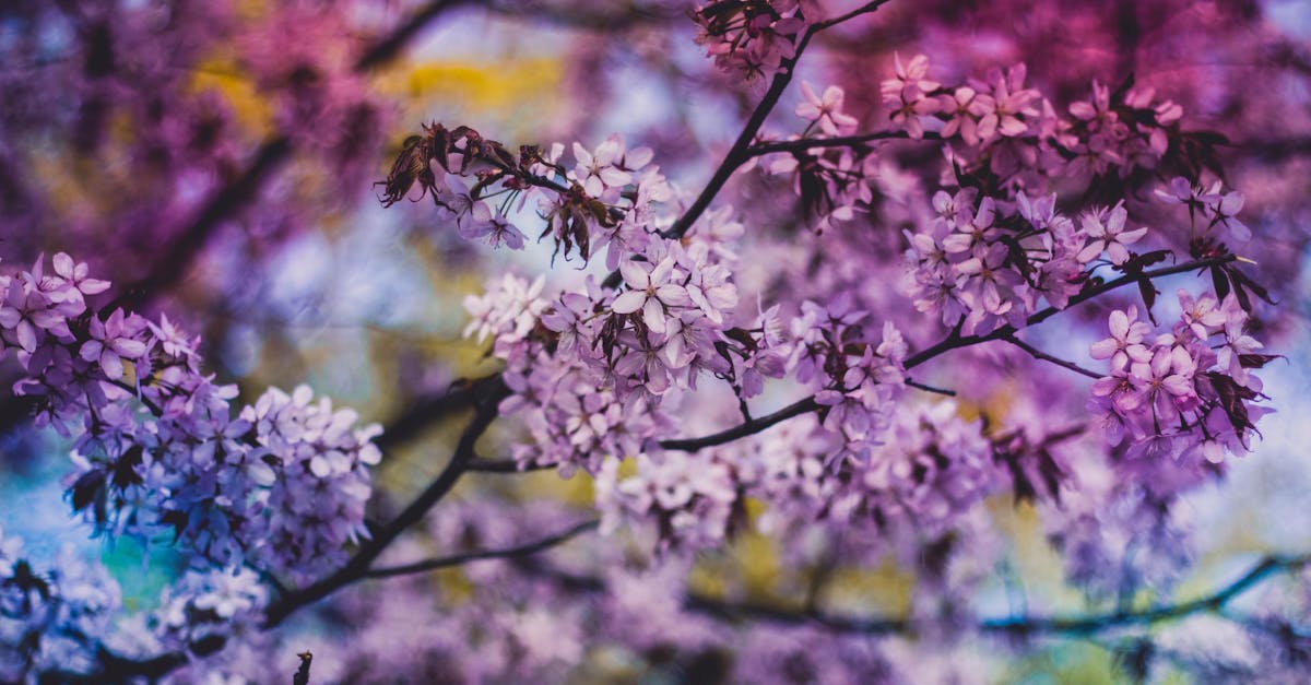 découvrez le lilas, une plante aux fleurs parfumées et délicates qui ajoutent une touche de couleur et de printemps à votre jardin. apprenez tout sur ses variétés, son entretien et ses bienfaits.