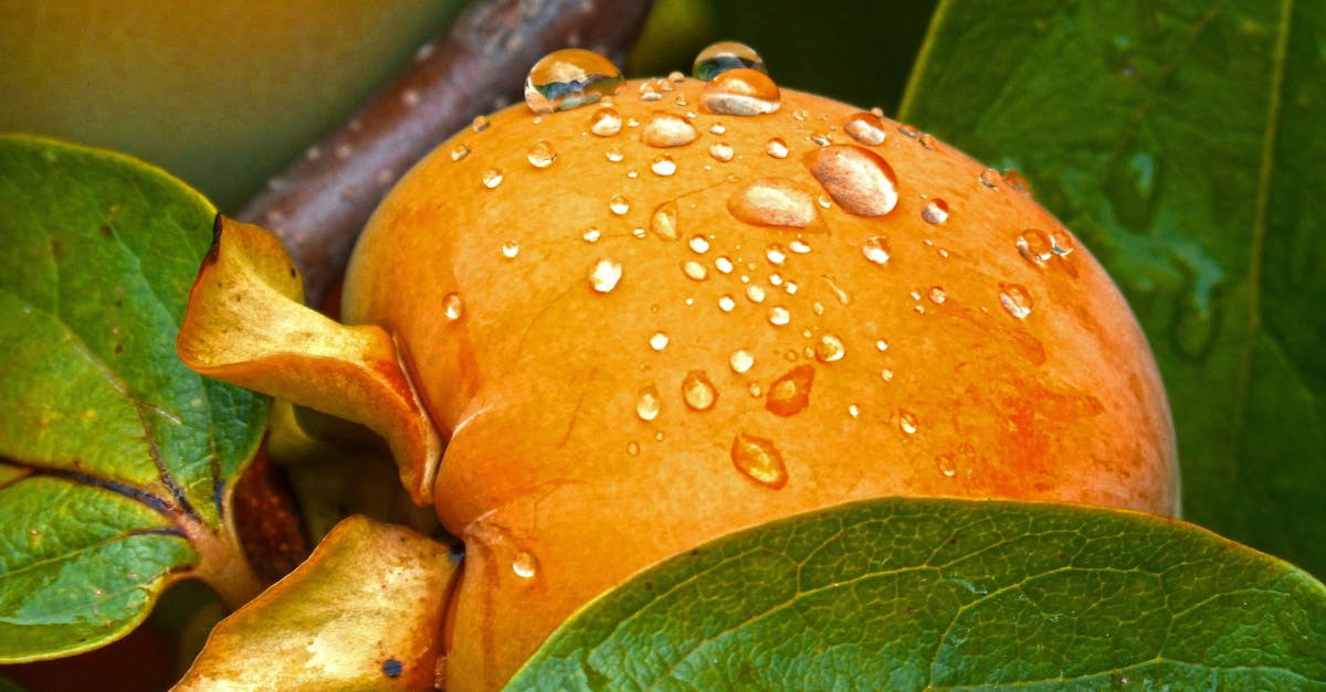 découvrez les secrets de la culture du lime tree : conseils pratiques, étapes de plantation, entretien, et bienfaits de cet arbre fruitier. apprenez à cultiver et à récolter des fruits savoureux tout en embellissant votre jardin.