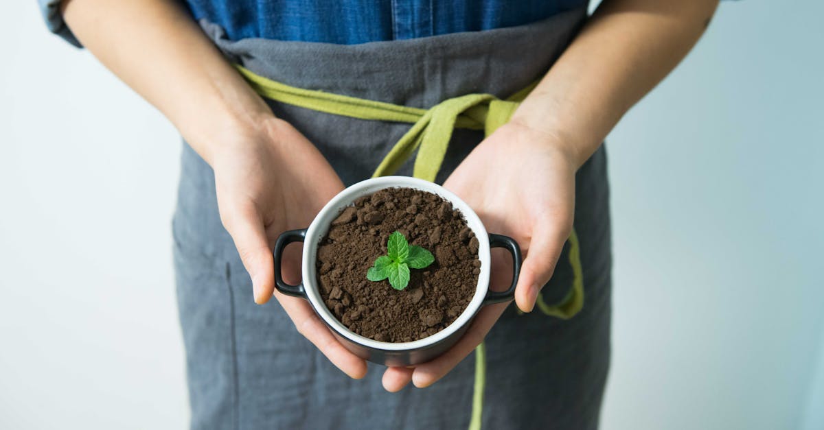 découvrez les secrets de la culture de la menthe : techniques de plantation, entretien, et récolte pour obtenir une menthe fraîche et aromatique tout au long de l'année.