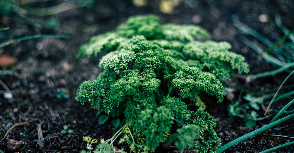 découvrez le persil, une herbe aromatique polyvalente et délicieuse, idéale pour rehausser vos plats. apprenez ses bienfaits pour la santé, ses origines culinaires et comment l'intégrer dans vos recettes pour ajouter fraîcheur et saveur.