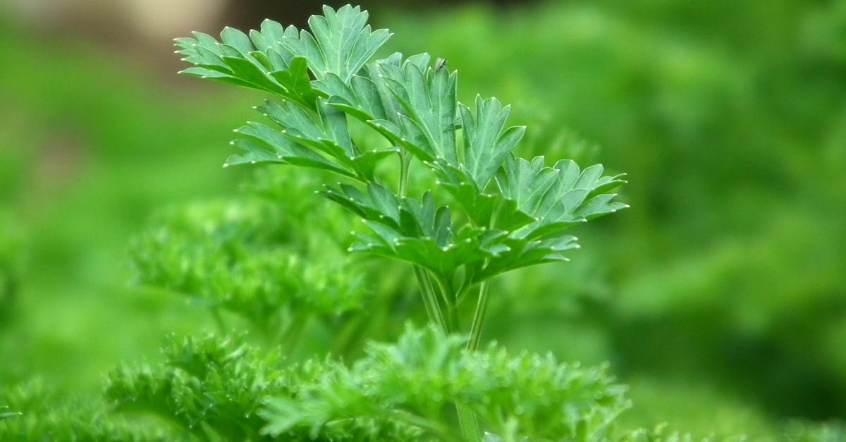 découvrez le persil, une herbe aromatique polyvalente et riche en saveurs. apprenez à l'utiliser dans vos plats pour rehausser le goût de vos recettes, ainsi que ses bienfaits pour la santé.