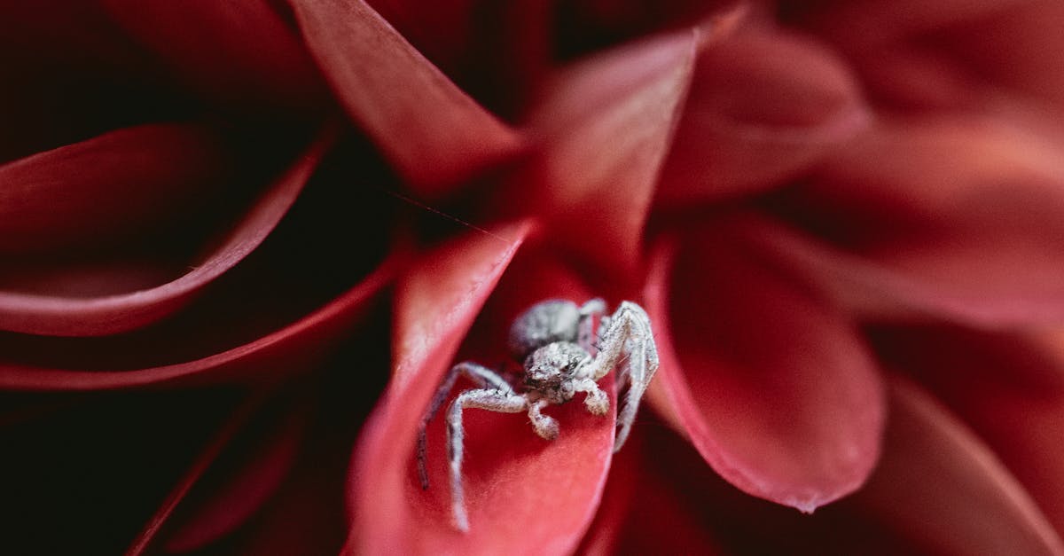 découvrez le rouge : l'araignée rouge, un ravageur redoutable qui s'attaque aux plantes. apprenez à l'identifier, à prévenir les infestations et à protéger votre jardin efficacement.