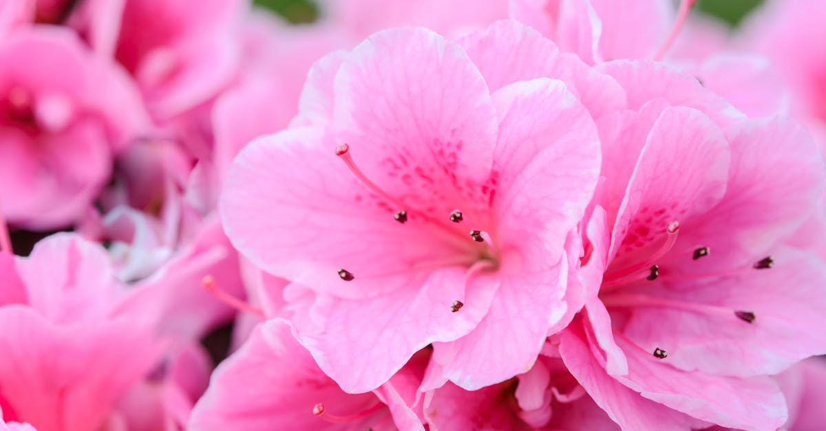 découvrez les rhododendrons, ces magnifiques arbustes à fleurs qui apportent une touche de couleur et d'élégance à votre jardin. apprenez comment les cultiver, les soigner et profiter de leur beauté tout au long de l'année.