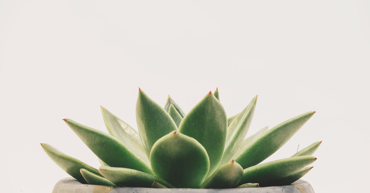 découvrez l'univers des succulents, ces plantes fascinantes aux formes variées et aux couleurs éclatantes. apprenez à les entretenir facilement et à les intégrer dans votre décoration intérieure pour un espace naturel et agréable.