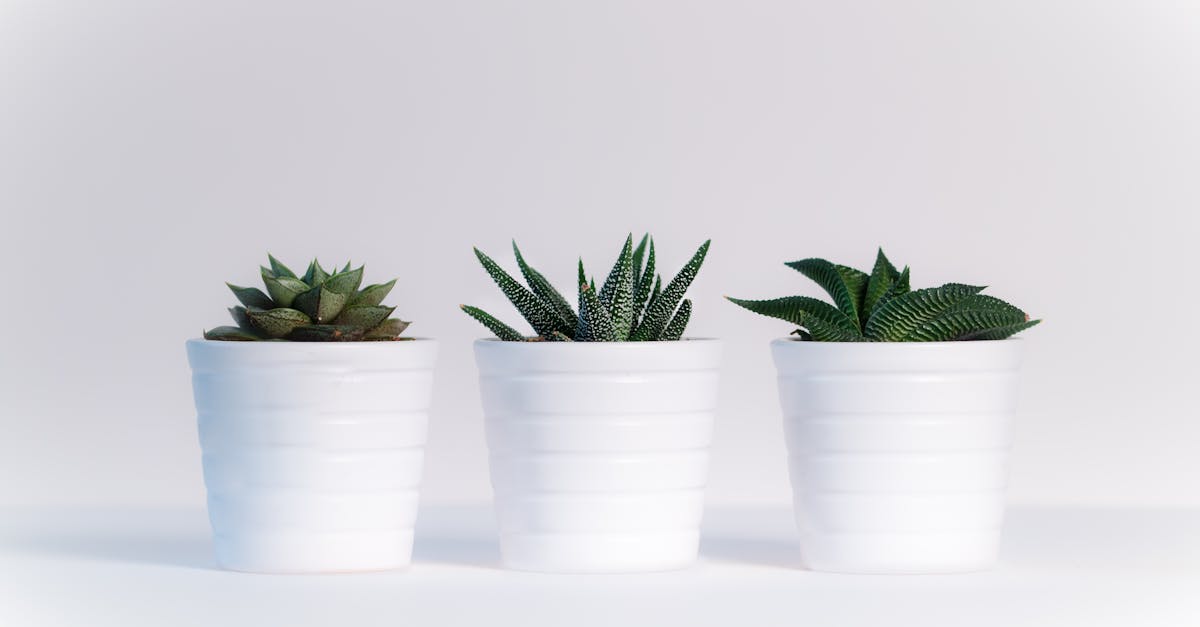 découvrez l'univers des succulentes, cette incroyable famille de plantes grasses aux formes variées et aux couleurs éclatantes. apprenez à les cultiver et à en prendre soin pour embellir votre intérieur ou votre jardin.