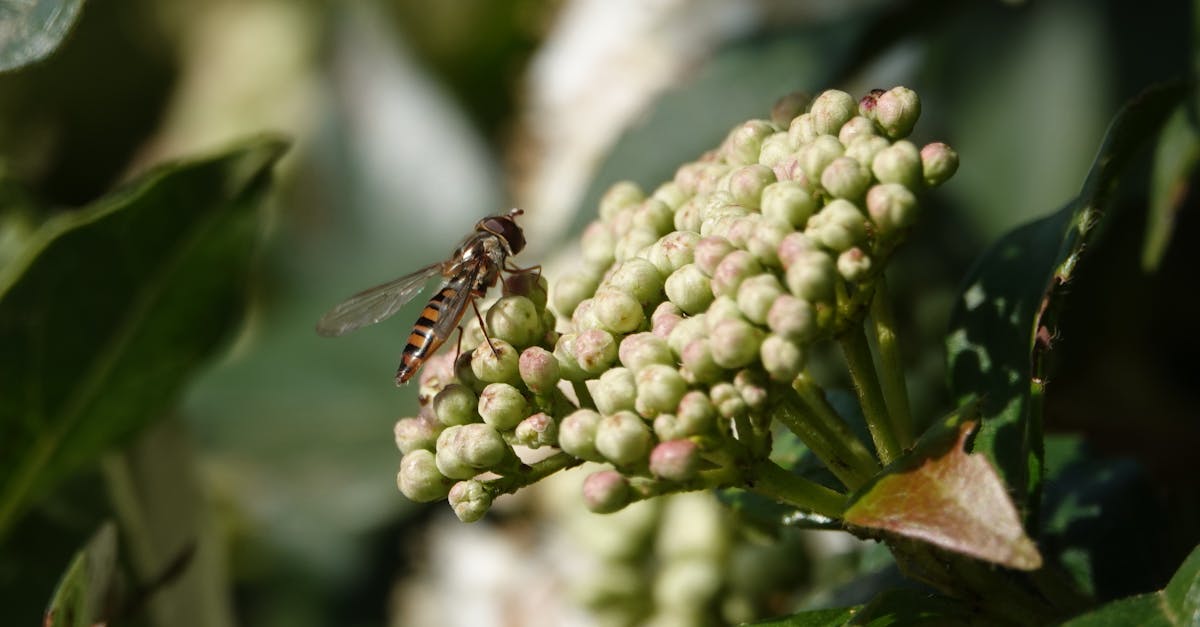 découvrez l'univers des jardins urbains : des astuces pour cultiver vos plantes en milieu citadin, créer des espaces verts épanouissants et profiter des bienfaits de la nature en ville.