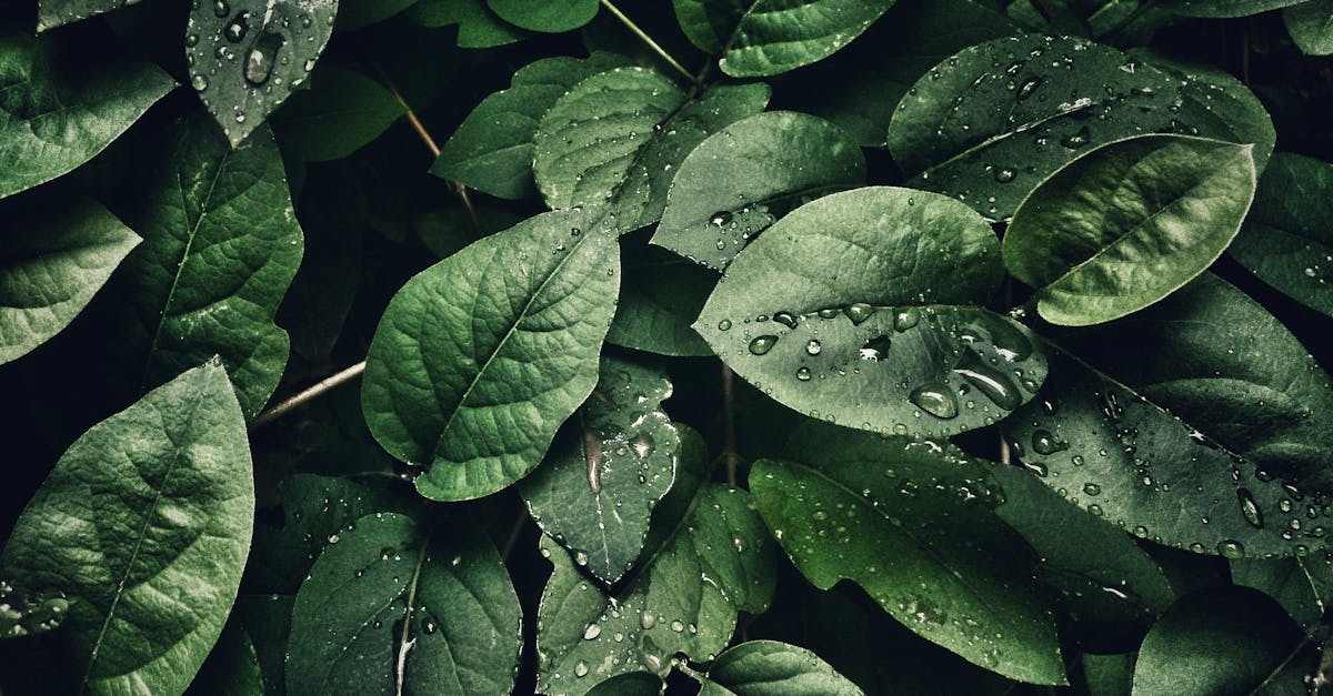 découvrez notre sélection de plantes aquatiques idéales pour embellir vos étangs et jardins d'eau. apprenez à entretenir vos plantes aquatiques pour garantir un écosystème sain et une beauté naturelle tout au long de l'année.