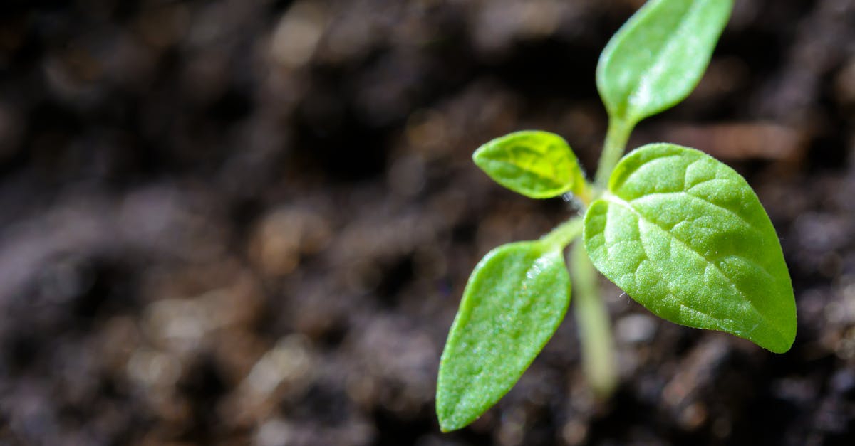 découvrez l'art du jardinage avec nos conseils pratiques, astuces et inspirations pour créer un jardin épanouissant. apprenez à cultiver vos plantes, à entretenir vos espaces verts et à transformer votre extérieur en un véritable havre de paix.
