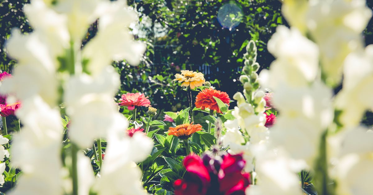 découvrez l'art du jardinage avec nos conseils pratiques, astuces et inspirations pour cultiver votre espace vert. que vous soyez débutant ou expert, transformez votre jardin en un véritable havre de paix.