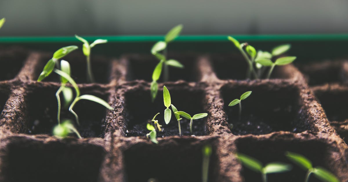 découvrez l'art du jardinage avec nos conseils pratiques et astuces pour cultiver un jardin florissant. que vous soyez débutant ou passionné, améliorez vos compétences en jardinage et transformez votre espace extérieur en un véritable paradis naturel.