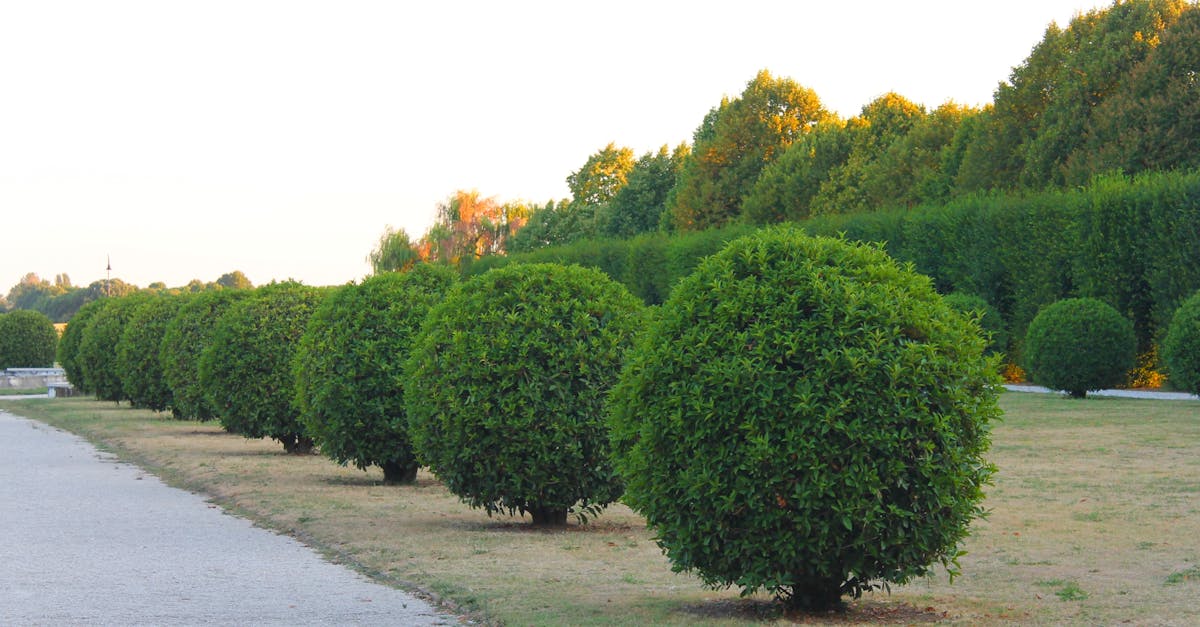 découvrez nos techniques et conseils pour le taille de haies, afin d'obtenir des jardins impeccables et bien entretenus. apprenez à tailler vos haies comme un pro et à embellir vos espaces extérieurs !