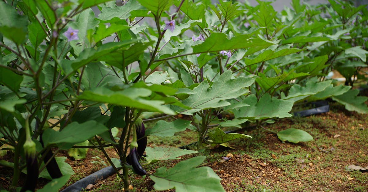 découvrez l'importance d'un sol idéal pour la croissance des plantes. apprenez à choisir et à enrichir votre terre pour favoriser un jardin florissant et une agriculture durable.