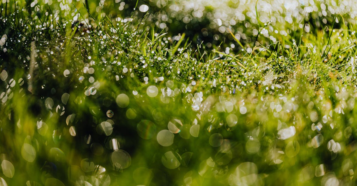 découvrez comment choisir la pelouse parfaite pour votre jardin. conseils et astuces sur les différentes variétés de gazon, leur entretien et les conditions idéales pour un espace extérieur verdoyant et accueillant.