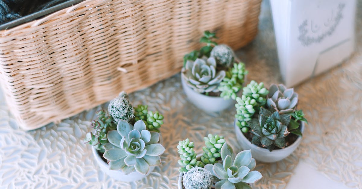 découvrez notre collection de feuilles uniques, inspirée par la nature et conçue pour apporter une touche d'élégance à votre décoration intérieure. explorez des designs variés qui célèbrent la beauté des éléments naturels.