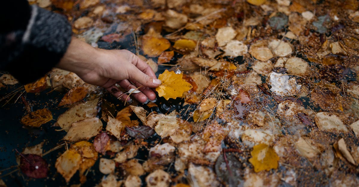 découvrez notre collection de feuilles, une sélection unique de motifs inspirés de la nature. idéale pour les passionnés de décoration, d'artisanat et de design, cette gamme ajoute une touche d'élégance et de fraîcheur à vos projets créatifs.