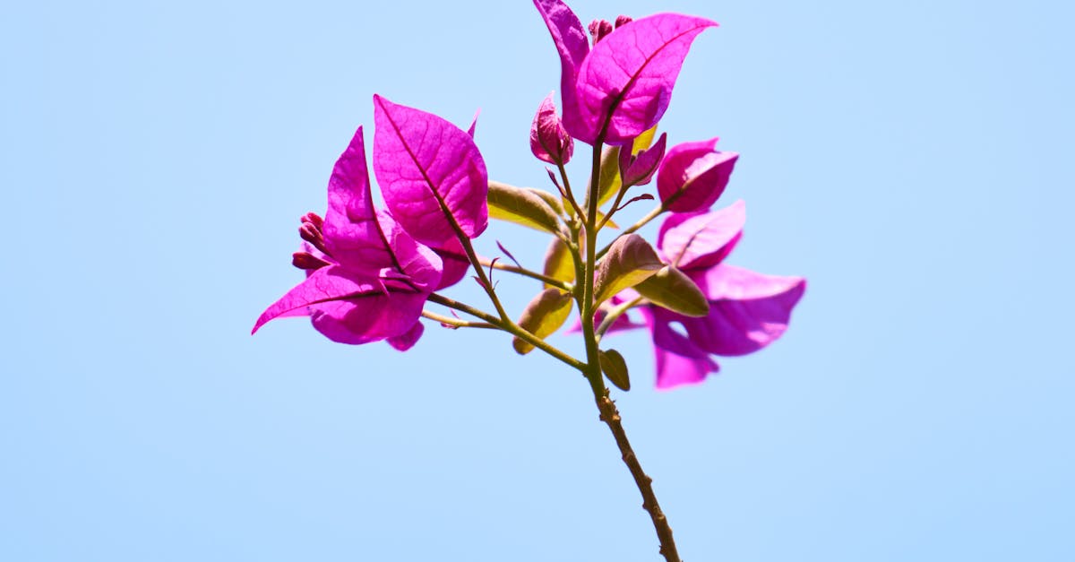 découvrez l'art de créer un jardin méditerranéen, un espace d'harmonie et de couleurs avec des plantes adaptées au climat ensoleillé. explorez des conseils sur la sélection des végétaux, l'aménagement et l'entretien pour faire de votre extérieur un véritable havre de paix inspiré des paysages côtiers.