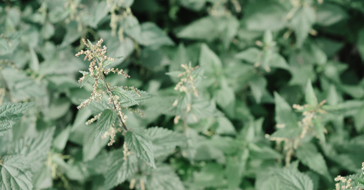 découvrez les causes et les symptômes d'une carence en azote, un nutriment essentiel pour la croissance des plantes. apprenez comment identifier cette deficiency et trouver des solutions pour améliorer la santé de votre jardin.