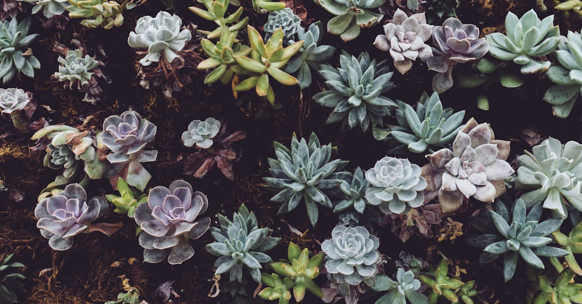 découvrez l'univers fascinant des plantes vivaces ! apprenez à les cultiver, leur entretien et les meilleures variétés pour embellir votre jardin tout au long de l'année.