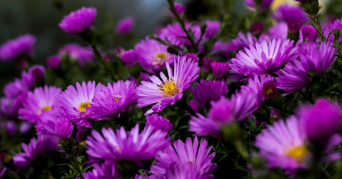 découvrez les vivaces, ces plantes robustes et durables qui embellissent votre jardin année après année. apprenez à choisir, entretenir et intégrer ces fleurs magnifiques dans votre paysage pour une beauté épanouissante et durable.