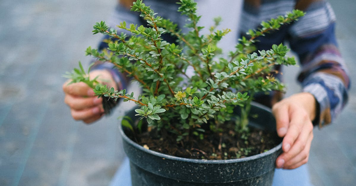 découvrez l'art de la taille des plantes avec nos conseils pratiques sur le pruning. apprenez les techniques essentielles pour favoriser la croissance saine de vos arbres et arbustes tout en améliorant l'esthétique de votre jardin.