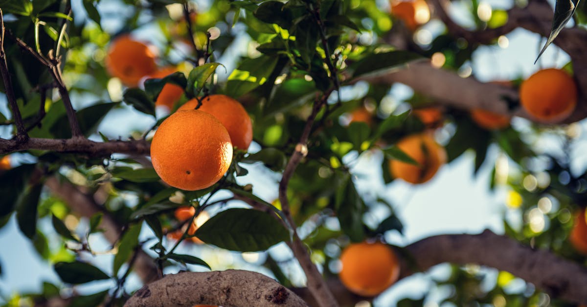 découvrez comment créer un jardin durable qui respecte l'environnement tout en offrant un espace de détente. apprenez des techniques de jardinage écoresponsables, des choix de plantes adaptées et des astuces pour préserver la biodiversité dans votre jardin.