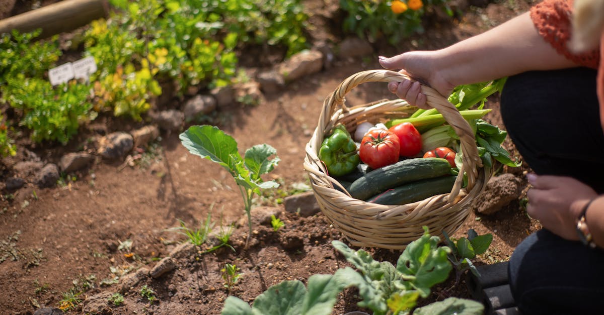 découvrez comment créer un jardin durable alliant esthétique et respect de l'environnement. apprenez des techniques de jardinage écoresponsables pour favoriser la biodiversité et réduire votre impact écologique.