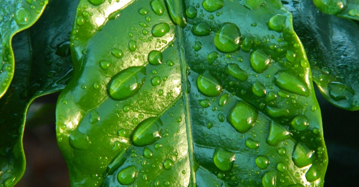 découvrez comment créer un jardin durable qui respecte l'environnement tout en embellissant votre espace extérieur. apprenez des techniques de jardinage éco-responsable, choisissez des plantes adaptées et adoptez des pratiques favorables à la biodiversité pour un jardin qui allie esthétique et durabilité.