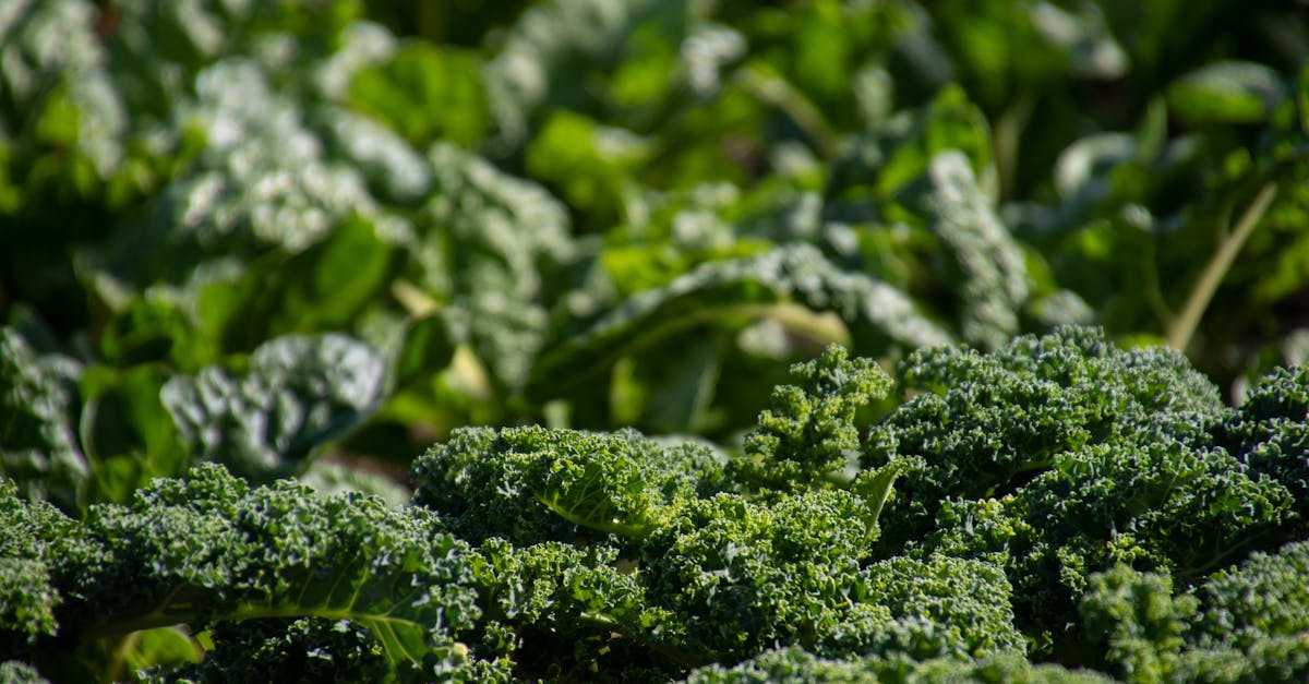 découvrez l'art du jardinage durable avec nos conseils pratiques et astuces. apprenez à créer un espace vert éco-responsable qui respecte l'environnement tout en étant esthétiquement plaisant. transformez votre jardin en un havre de biodiversité et de durabilité.