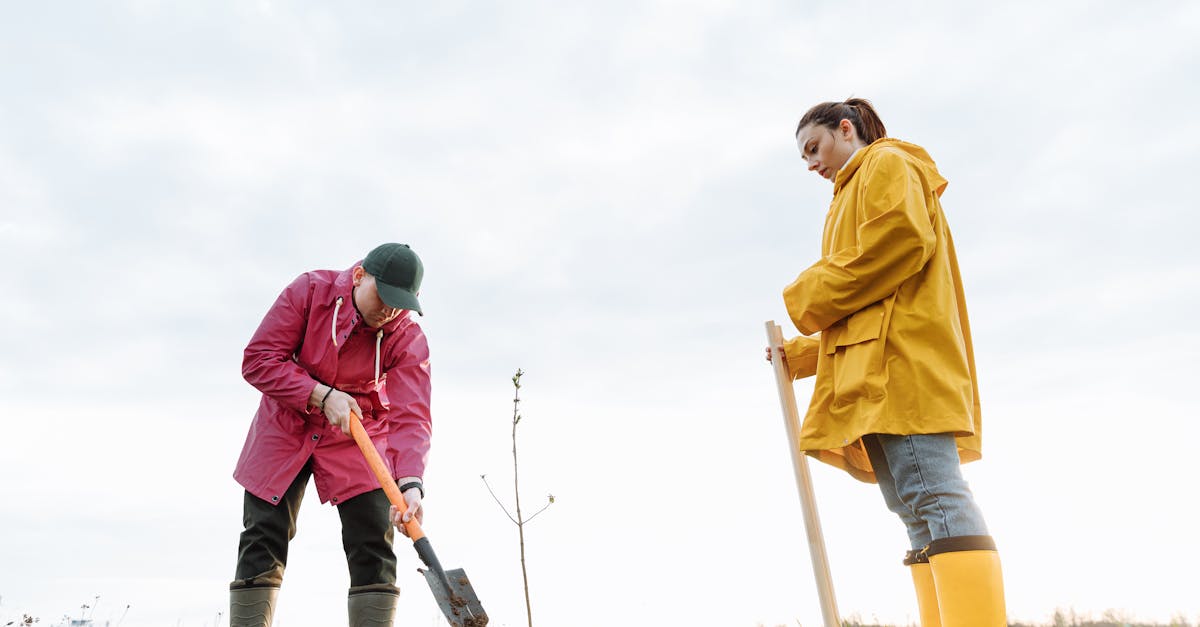 découvrez l'importance de la plantation d'arbres pour l'environnement, la biodiversité et votre communauté. apprenez comment participer à des initiatives locales et contribuer à un avenir plus vert.
