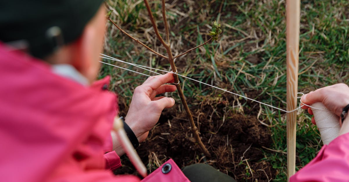 découvrez l'importance de la plantation d'arbres pour l'environnement. apprenez comment contribuer à la reforestation et à la lutte contre le changement climatique tout en embellissant notre planète. rejoignez le mouvement pour un avenir plus vert !