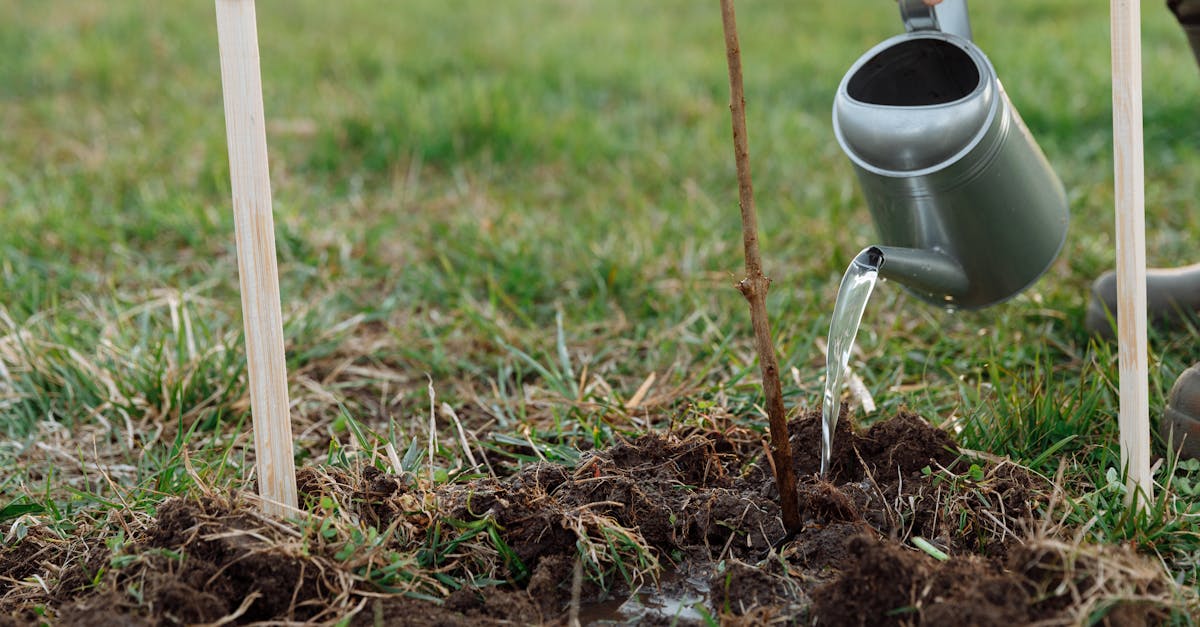 découvrez l'importance de la plantation d'arbres pour notre planète. apprenez comment participer à des projets de reforestation et contribuer à la lutte contre le changement climatique. rejoignez le mouvement pour un avenir plus vert et sain.
