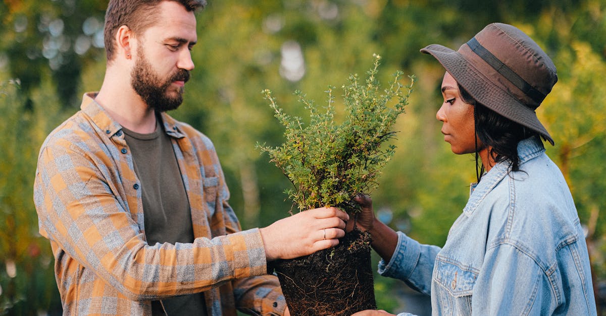 découvrez l'importance de la plantation d'arbres pour l'environnement et la biodiversité. rejoignez notre initiative pour un monde plus vert en apprenant des techniques de plantation durables et en participant à des événements de reforestation.