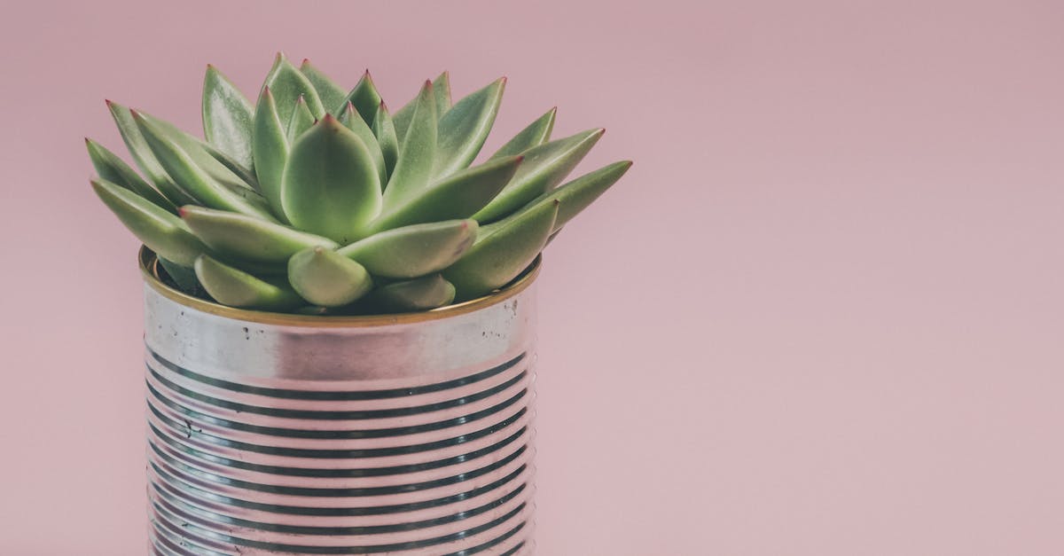 découvrez l'art du jardinage urbain : aménagez votre espace en pleine ville avec des astuces pour cultiver des plantes, légumes et fleurs, tout en profitant d'un mode de vie durable et connecté à la nature.