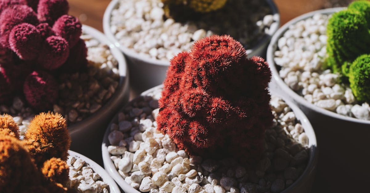 découvrez l'art du jardinage urbain : apprenez à cultiver vos propres fruits, légumes et plantes dans des espaces restreints. transformez votre balcon, votre terrasse ou votre jardin en oasis verdoyante et durable, tout en profitant des bienfaits d'un mode de vie éco-responsable.
