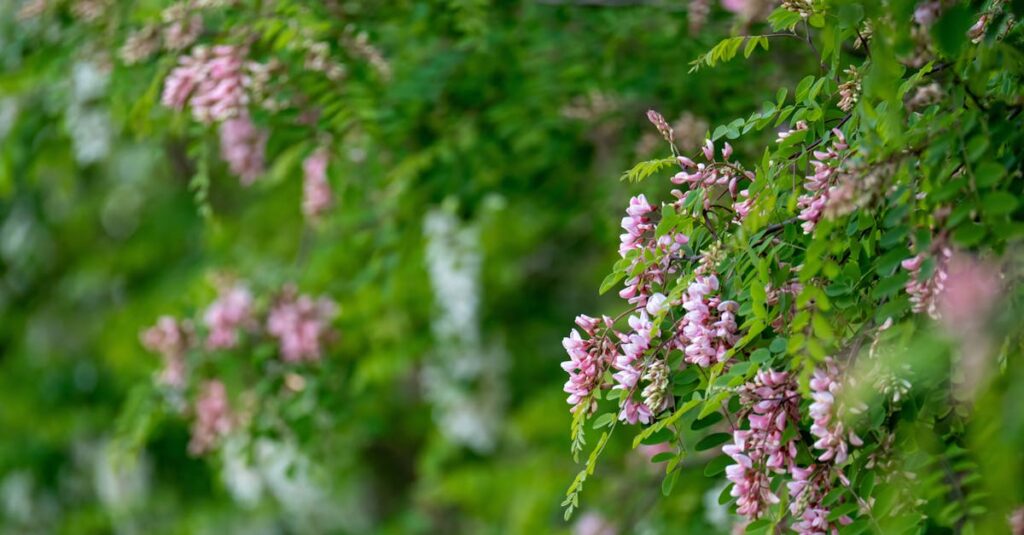 Acacia : tout ce qu’il faut savoir pour réussir sa taille, sa plantation, son arrosage et éviter les maladies découvrez les multiples avantages de l'acacia, un arbre aux nombreuses vertus. apprenez-en plus sur ses caractéristiques, ses applications en médecine naturelle, et son intégration dans le jardin écoresponsable.