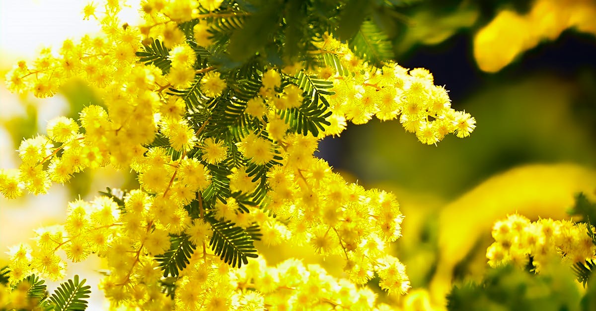 découvrez les merveilles de l'acacia, un arbre emblématique aux multiples usages, de son bois robuste à ses fleurs délicates. apprenez tout sur ses variétés, ses bienfaits écologiques et son importance dans l'aménagement paysager.