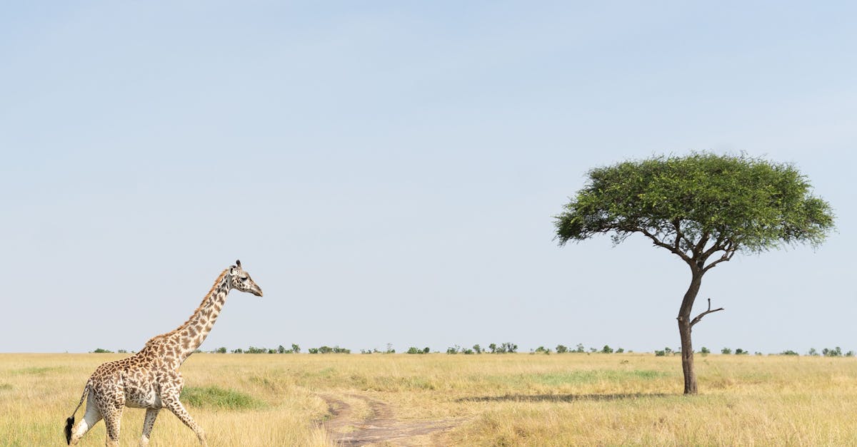 découvrez l'acacia, un arbre majestueux aux multiples bienfaits. apprenez-en davantage sur ses variétés, ses utilisations en médecine naturelle et en design paysager, ainsi que ses propriétés écologiques. laissez-vous séduire par la beauté et l'importance de cet arbre emblématique.