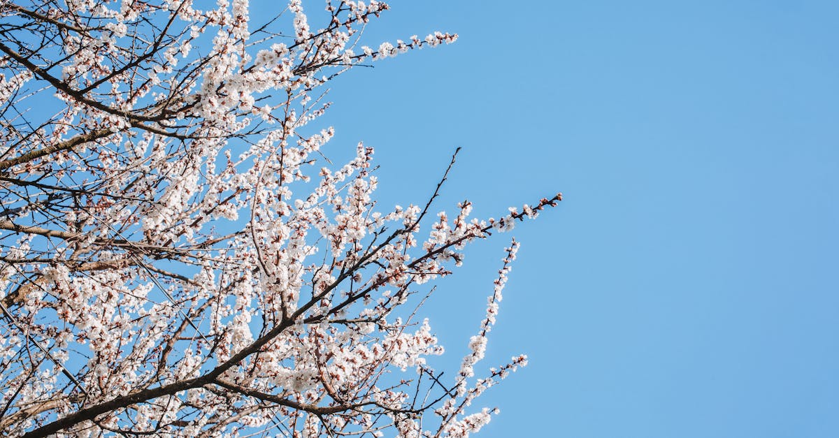 découvrez les merveilles de l'abricotier, un arbre fruitier prisé pour ses délicieuses fruits juteux et sucrés. apprenez à cultiver et entretenir votre abricotier pour profiter d'une récolte abondante et savoureuse.