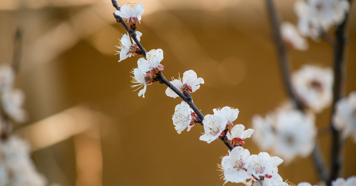 découvrez les caractéristiques fascinantes de l'abricotier, un arbre fruitier prisé pour ses délicieuses abricots. apprenez à cultiver et entretenir cet arbre dans votre jardin pour profiter de ses fruits juteux pendant l'été.