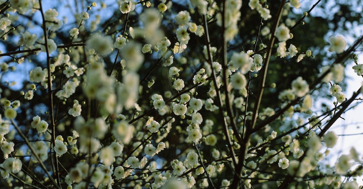 découvrez les merveilles de l'abricotier, un arbre fruitier emblématique qui offre des fruits juteux et sucrés. apprenez à cultiver et entretenir cet arbre magnifique dans votre jardin, tout en explorant ses bienfaits et son histoire fascinante.