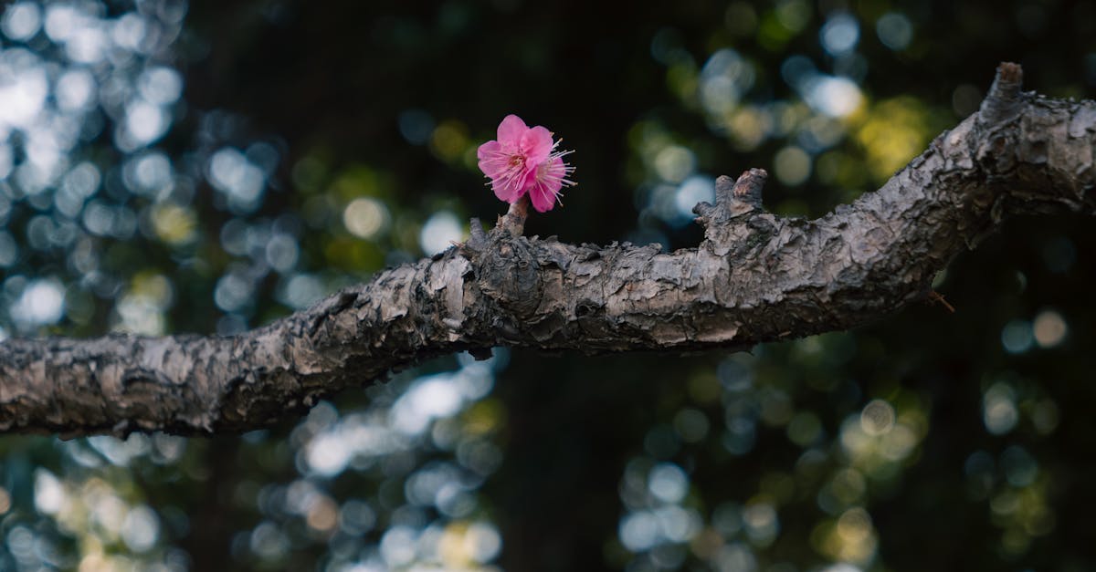 découvrez les bienfaits et les caractéristiques de l'arbre à abricots. apprenez à cultiver cet arbre fruitier, à en prendre soin et à profiter de ses délicieuses récoltes.