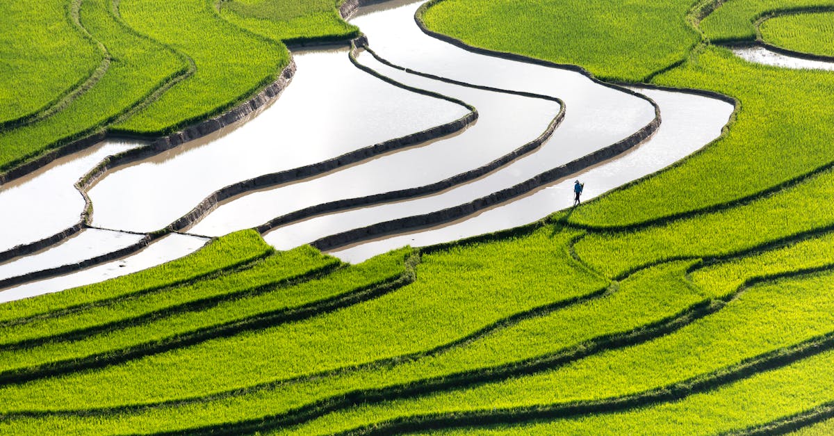 découvrez les avantages de l'irrigation automatique pour optimiser l'arrosage de vos jardins et cultures. grâce à des systèmes intelligents, économisez de l'eau tout en garantissant une croissance saine de vos plantes.