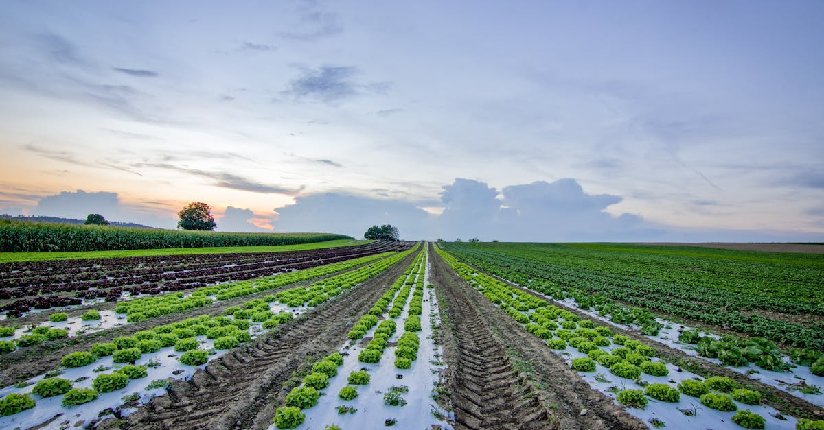 découvrez les systèmes d'irrigation automatique qui optimisent l'arrosage de vos cultures tout en économisant de l'eau. profitez d'une gestion autonome et efficace de vos espaces verts grâce à des technologies innovantes.