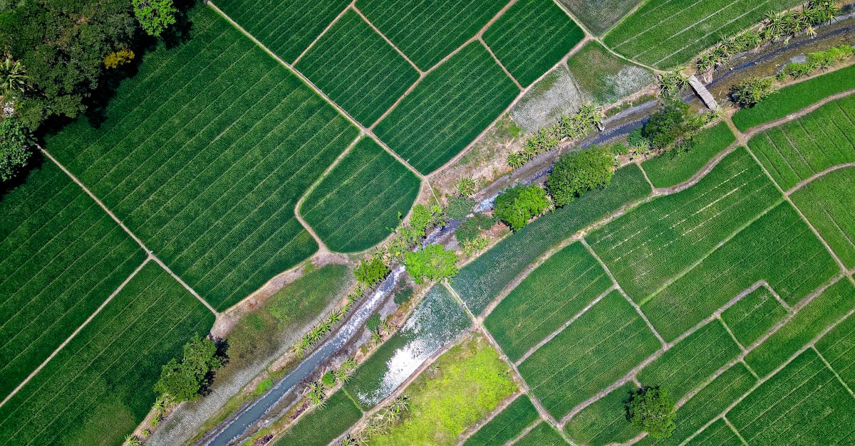 découvrez les systèmes d'irrigation automatique qui optimisent l'arrosage de vos jardins et cultures, garantissant une efficacité maximum tout en économisant de l'eau. améliorez votre entretien paysager avec des solutions high-tech adaptées à vos besoins.