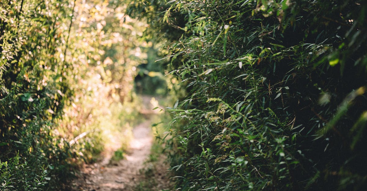 découvrez nos tarifs compétitifs pour le débroussaillage. que ce soit pour des terrains résidentiels ou commerciaux, nous proposons des solutions adaptées à vos besoins tout en garantissant une qualité de service exceptionnelle.