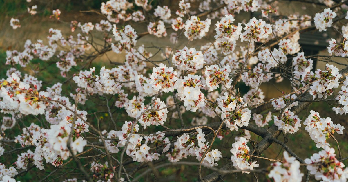 découvrez comment acheter des arbres et des plantes de manière responsable et éclairée. trouvez les conseils nécessaires pour choisir les meilleures variétés, assurer leur entretien et profiter d'un jardin épanoui tout en respectant la biodiversité.