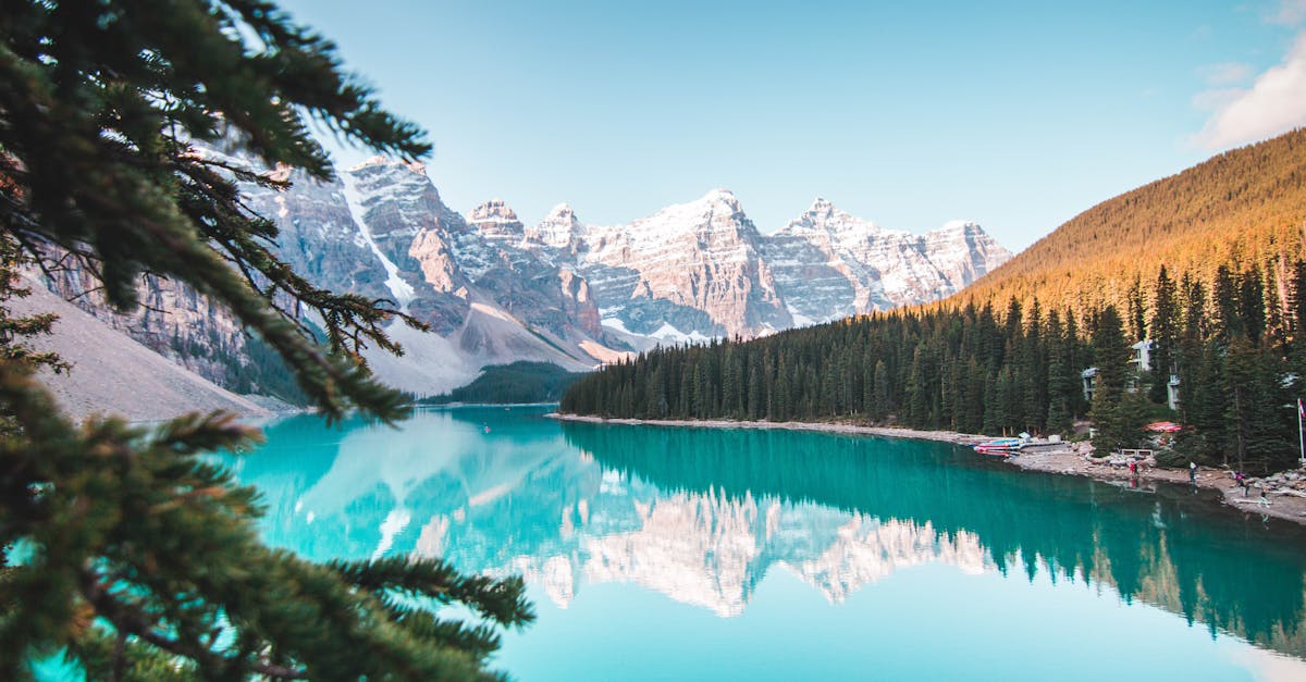 découvrez le monde fascinant des conifères, ces arbres majestueux qui apportent beauté et verdure à nos paysages. explorez les différentes espèces, leurs caractéristiques uniques et des conseils pour les entretenir dans votre jardin.
