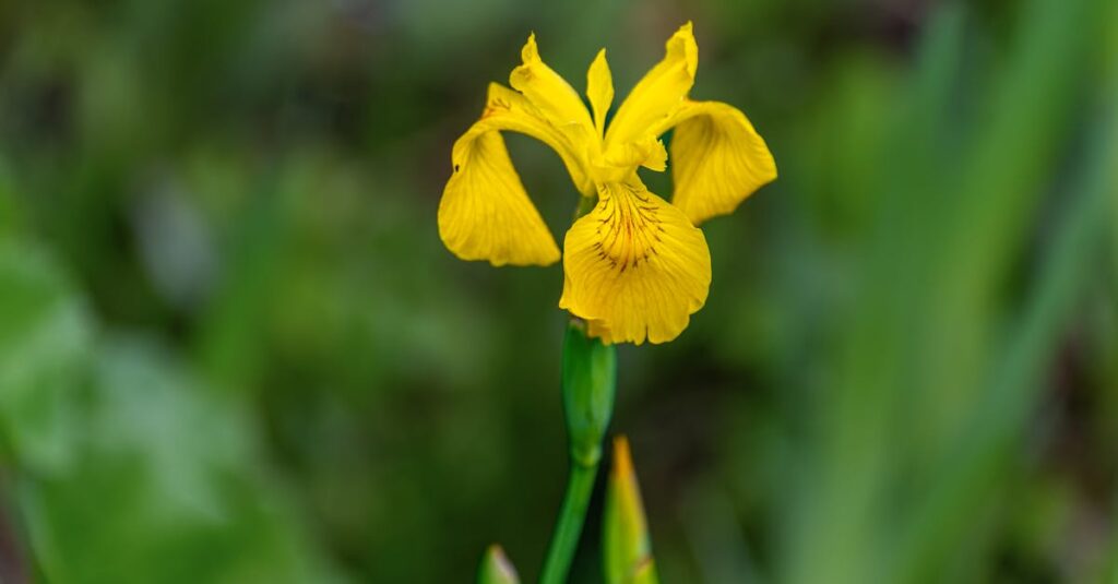 découvrez le meilleur logiciel de jardinage pour planifier, organiser et optimiser vos espaces verts. facilitez l'entretien de votre jardin grâce à des outils pratiques et des conseils adaptés à vos besoins. transformez vos idées en réalité et faites de votre jardin un véritable havre de paix.