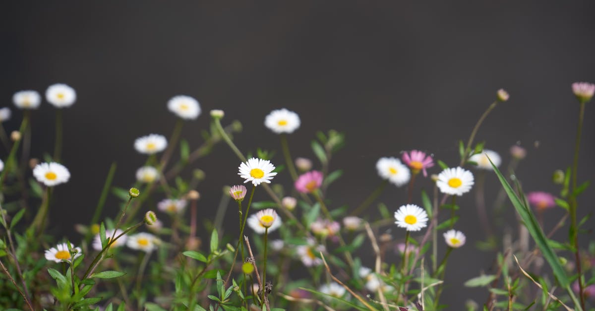 découvrez le meilleur logiciel de jardinage pour planifier, entretenir et faire prospérer votre jardin. optimisez vos tâches de jardinage avec des outils faciles à utiliser, des conseils personnalisés et une communauté passionnée. transformez votre espace extérieur en un havre de paix grâce à notre application innovante.